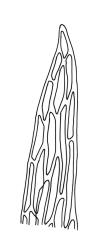 Orthodontium lineare, leaf apex. Drawn from J.E. Beever 31-15, CHR 406193.
 Image: R.C. Wagstaff © Landcare Research 2021 CC BY 4.0